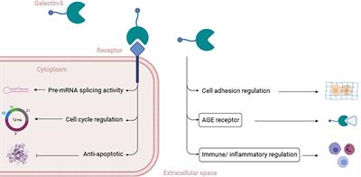 Underestimated Prediabetic Biomarkers: Are We Blind to Their Strategy?